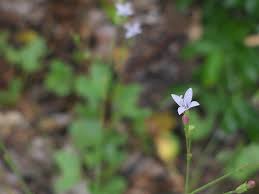 Image result for Oldenlandia affinis