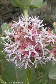 Showy Milkweed Asclepias Speciosa Milkweed Plant Monarch Butterfly Garden Asclepias