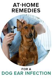 Home Remedies For A Dog Ear Infection Dogs Ears Infection Dog Remedies Dog Care