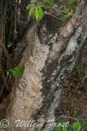 Image result for Diplorhynchus