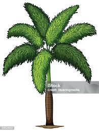 Image result for Wodyetia