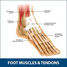 Tendon sheaths the tendon sheaths are tubes filled with lubricating fluid through which the tendons glide. Achilles Tendon Rupture Info Florida Orthopaedic Institute