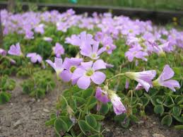Image result for Oxalis purpurascens
