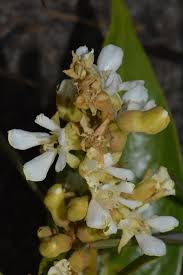 Image result for Magnistipula sapinii