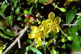 Image result for Ochna ovata
