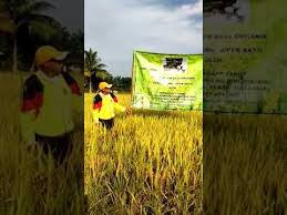 3 sampai 5 tanaman, kekuatiran petani sungguh beralasan karena serangan hama keong mas sangat mengganggu saat padi baru di tanam, sehingga di perhitungkan bila bibit di makan. Pupuk Organik Eco Farming Utk Tanaman Padi Di Malaysia Youtube