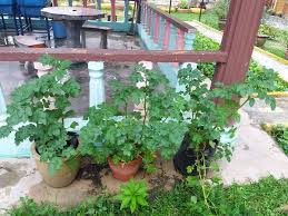 Kekacang, kacang soya, ubi keledek atau sebarang tanaman yang mampu mengembalikan nitrogen dan mineral kepada tanah ditanam selang dua tahun dan kemudiannya kapas pada tahun ketiga. Cara Tanam Ubi Kentang Dalam Pasu Memang Menjadi Boleh Tuai Hasil