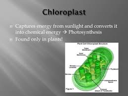 What organelle is only found in plant cells. Cells Ppt Download