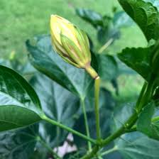 Maybe you would like to learn more about one of these? Hibiscus Stems Breaking Before Blooms Appear