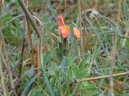 Image result for Crossandra mucronata