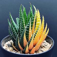 7 Best Succulents For Low Light Environments Succulent Gardening Succulents Planting Succulents
