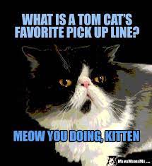 Cat Come On What Is A Tom Cat S Favortie Pick Up Line Meow You Doing Kitten Funny Cat Memes Cat Pick Up Lines Funny Cat Photos