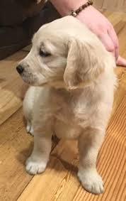 Find golden retriever puppies and breeders in your area and helpful golden retriever information. Pin On Puppies For Sale