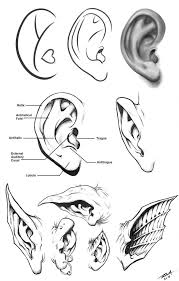 Human And Monster Ears Reference Sheet By Https Www Deviantart Com Robertmarzullo On Deviantart How To Draw Ears Monster Drawing Drawings This drawing lesson explores ear anatomy and structure. how to draw ears monster drawing drawings