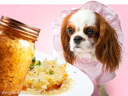 Check spelling or type a new query. Can Dogs Eat Sauerkraut The Good The Bad The Sour Dog Leash Pro