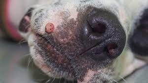 Warzen Beim Hund Muss Man Sie Wie Ein Tumor Entfernen