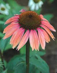 Echinacea Plants Echinacea Fall Container Gardens