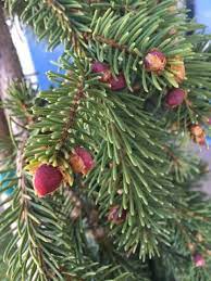 The wood of norway spruce is used to make furniture, musical instruments (pianos & violins), pulp, and in general construction. Cones On A Weeping Norway Spruce Sun Garden Garden Center Trees And Shrubs