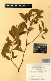 Image result for Securidaca welwitschii