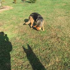 Daisy is a three year old german shepard mix. German Shepherd Pups 300 Leitchfield Ky General Items Owensboro Ky Shoppok