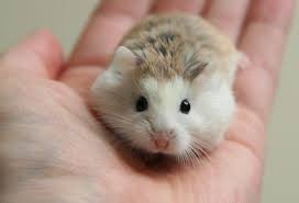 Roborovski Critters Dwarf Hamster Hamster Breeds Roborovski Hamster