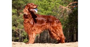 Image result for irský červenobílý setr