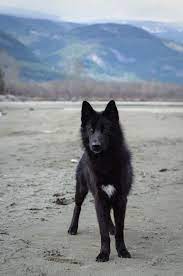 Alaskan Noble Companion Dog Yarrow Google Search Companion Dog Wolf Dog Dogs