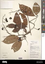 Image result for Combretum psidioides