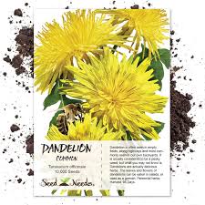 Maybe you would like to learn more about one of these? Amazon Com Seed Needs Dandelion Herb Taraxacum Officinale Bulk Package Of 10 000 Seeds Non Gmo Herb Plants Patio Lawn Garden