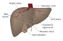 The liver is an important organ that performs hundreds of essential functions in the body. Wikijunior Human Body Digestive System Livers Wikibooks Open Books For An Open World