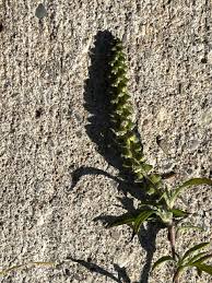 Image result for Acalypha psilostachya