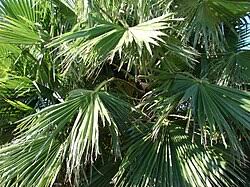 Image result for Washingtonia