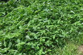 Image result for Boehmeria nivea