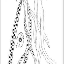 Image result for Blotiella bouxiniana