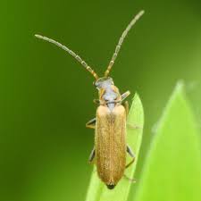 Image result for Rytigynia bagshawei