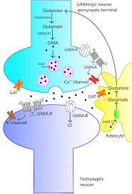 An Overview Of The G Aminobutyric Acid Gaba Signaling System The Download Scientific Diagram