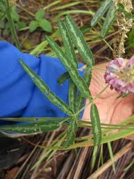 Image result for Uraria picta