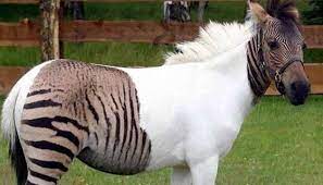صورة رقم 2 صور غريبة ماذا ينتج من تهجين حيوانات من فصائل مختلفة rare animals zorse horses