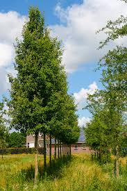 Image result for Pycreus permutatus