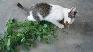 Ia sejenis herba semusim dengan ketinggian antara 0. Pokok Kucing Galak Episod 41 Kucing Mabuk Catnip Youtube