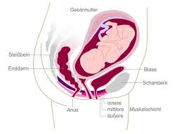 Übelkeit ist die häufigste beschwerde in der frühen schwangerschaft und tritt bei den meisten frauen etwa aber der fünften bis sechsten schwangerschaftswoche auf, kann jedoch auch schon zwei wochen nach der empfängnis einsetzen. Blasenschwache In Der Schwangerschaft