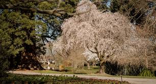 From majestic evergreens to delicate vines and flowering shrubs, dirr features thousands of plants and all the essential details for identification, planting, and care. Notable Trees Ashburton Dc