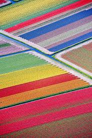 We did not find results for: Tulip Field In Netherlands Pics