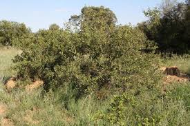 Image result for Searsia pyroides