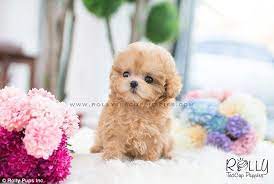 Account Shows Off Tiny 8000 Teacup Puppies Daily Mail Online Teacup Puppies Puppies Tea Cup Poodle