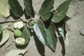 Image result for Guazuma