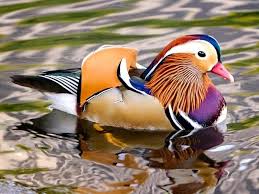 Duckduckgoog lets you use duckduckgo for bang queries and google for everything else, so you get the best of both worlds. Mandarin Duck Making News Headlines Coast Reporter