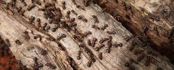 نتیجه جستجوی لغت [ants] در گوگل