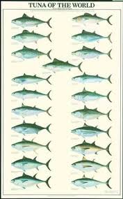 Amazon Com Tuna Fish Poster And Identification Chart