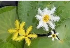 Image result for Nymphoides thunbergiana